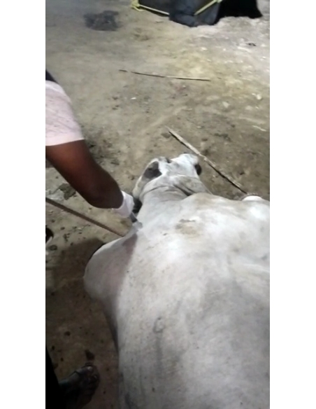 Cow acid third degree burns noida - Garhi village