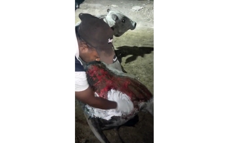 Cow acid third degree burns noida -...