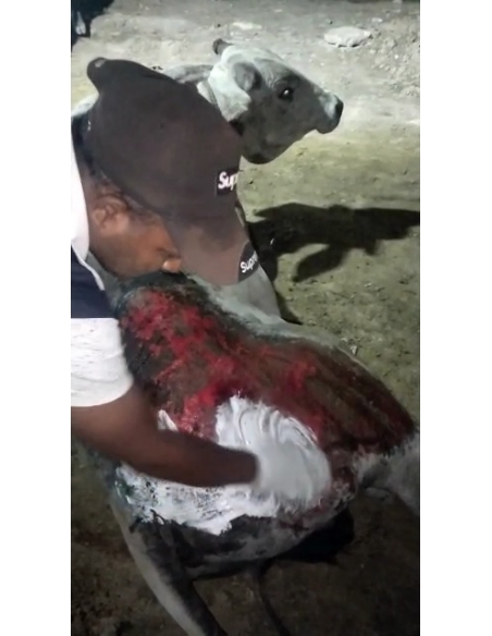 Cow acid third degree burns noida - Garhi village