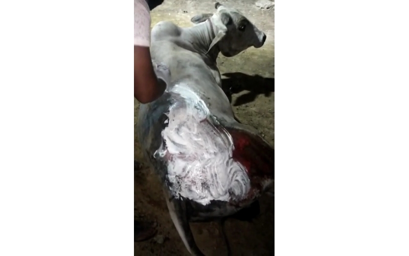 Cow acid third degree burns noida -...