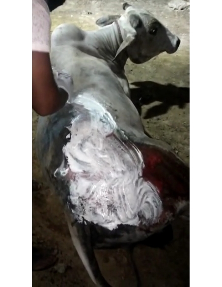 Cow acid third degree burns noida - Garhi village