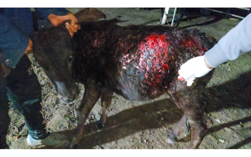 Gaumata baby dog attack injured