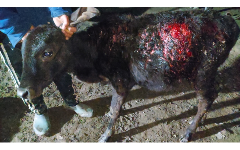 Gaumata baby dog attack injured