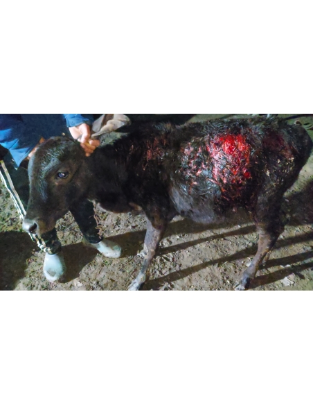 Gaumata baby dog attack injured