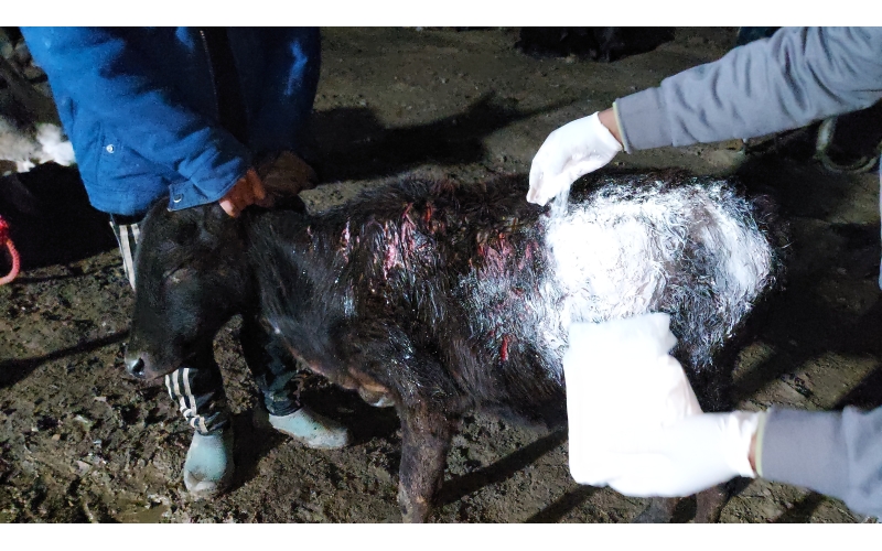 Gaumata baby dog attack injured