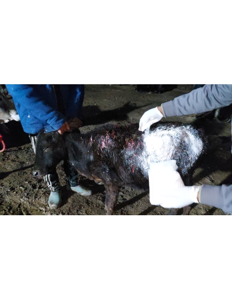 Gaumata baby dog attack injured