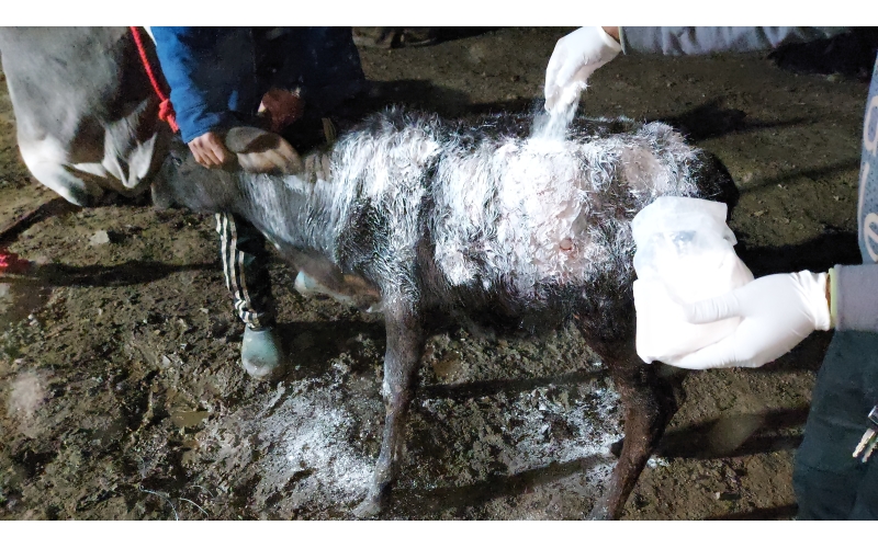Gaumata baby dog attack injured