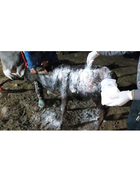 Gaumata baby dog attack injured