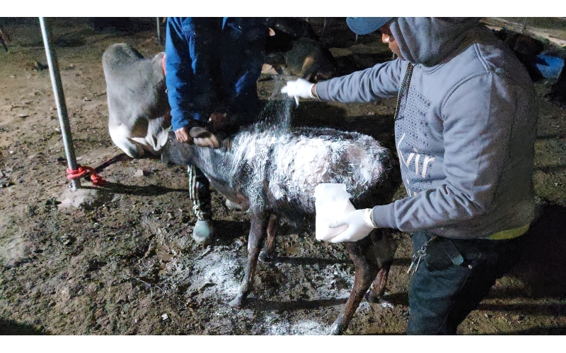 Gaumata baby dog attack injured