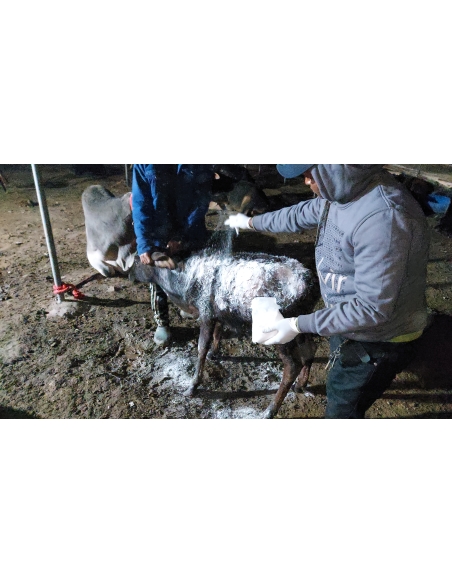 Gaumata baby dog attack injured