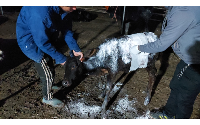 Gaumata baby dog attack injured