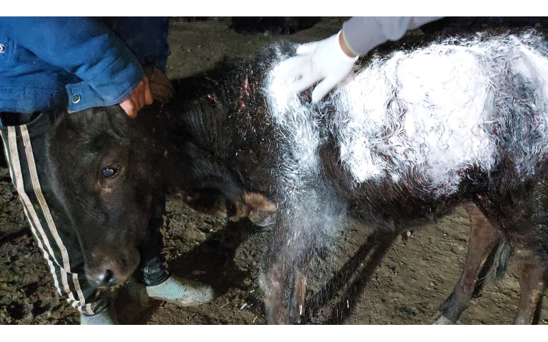Gaumata baby dog attack injured