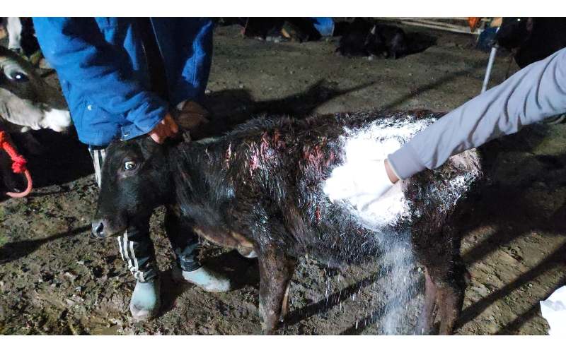 Gaumata baby dog attack injured