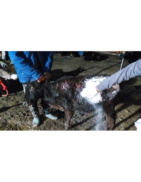 Gaumata baby dog attack injured