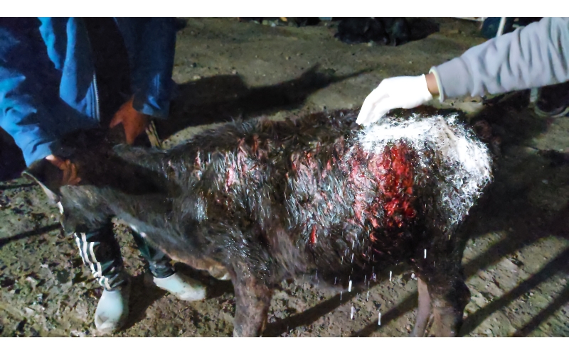 Gaumata baby dog attack injured