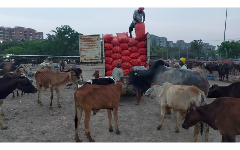 Sponsor 1 day Food for 600+ Gau Nandi