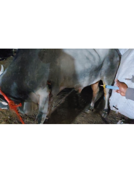 Nandi baba maggots wounds