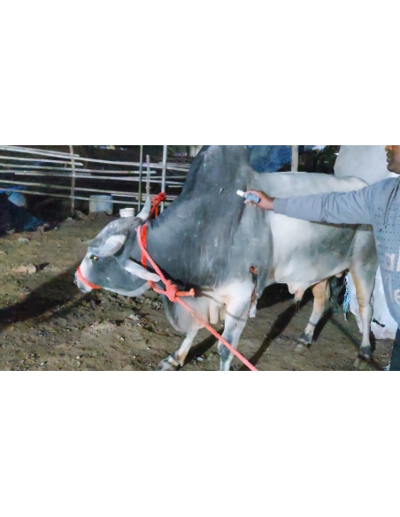 Nandi baba maggots wounds