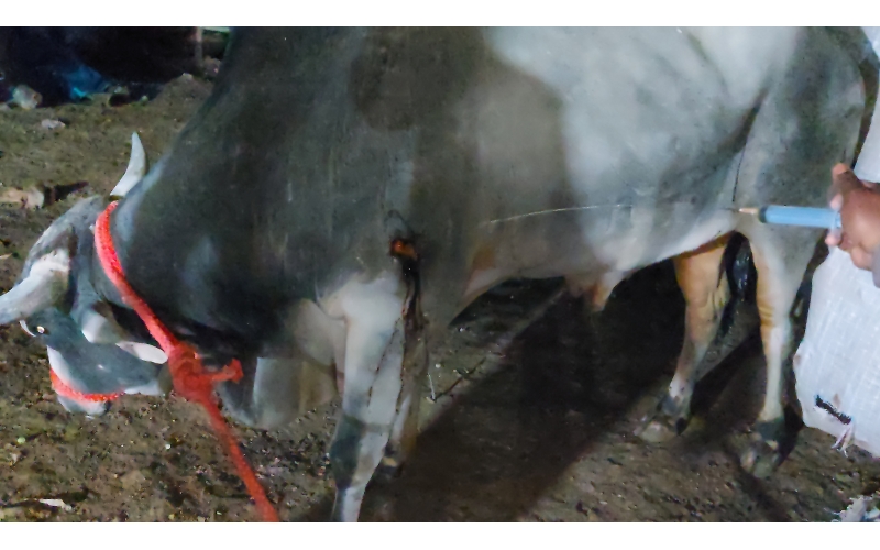 Nandi baba maggots wounds