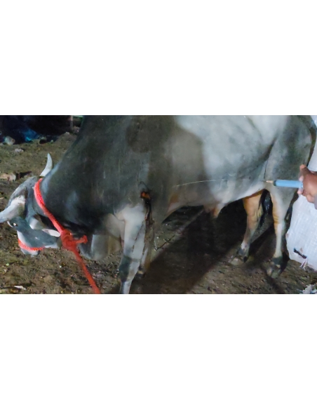 Nandi baba maggots wounds