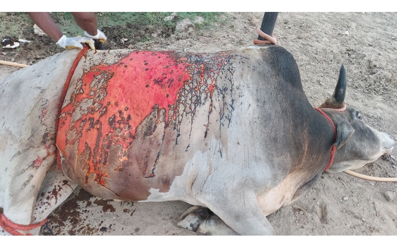 Acid Attacked Mahadev Nandi Baba - Sector 65 Noida