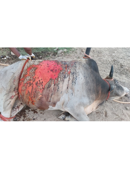Acid Attacked Mahadev Nandi Baba - Sector 65 Noida