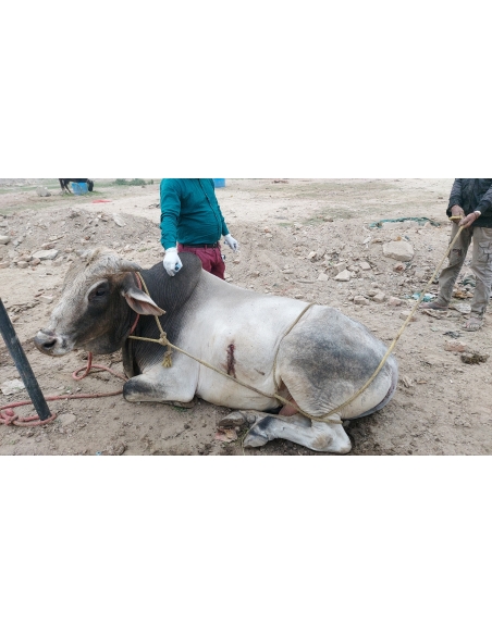 Nandi
