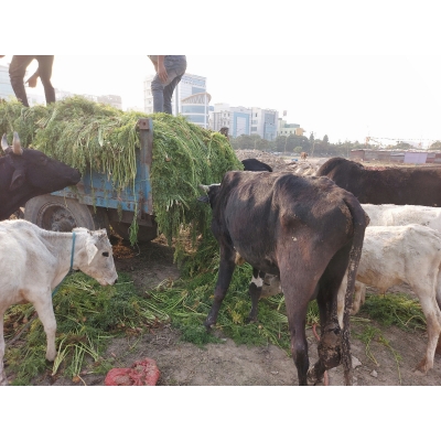 1 Day Feed Govardhan Pooja