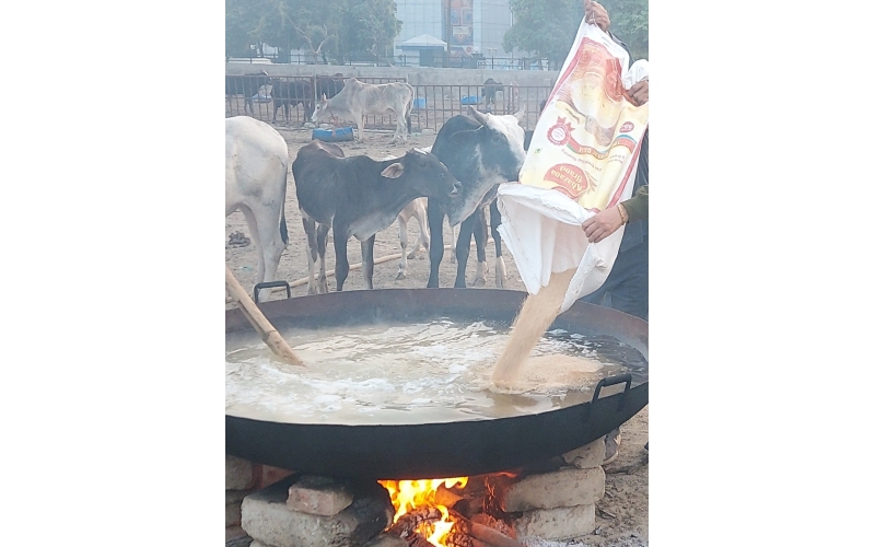 50 KG Daliya + Jaggery Feed - Large Kadai