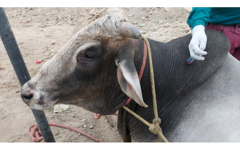 Nandi Nandi