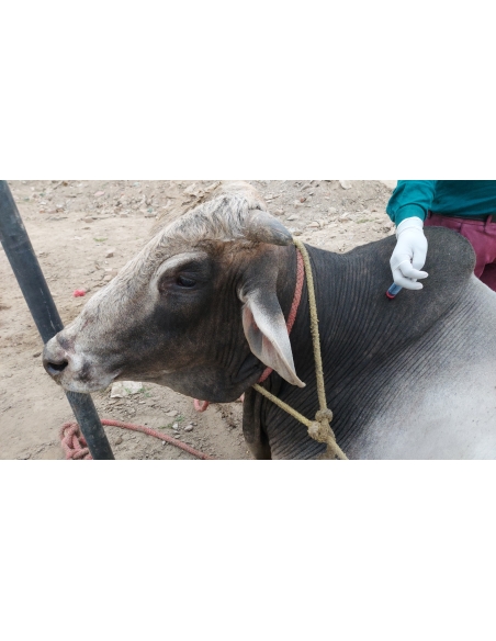 Nandi
