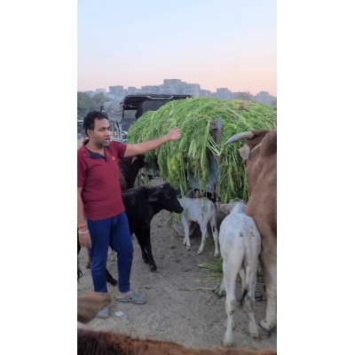 Hara Chara Govardhan Pooja