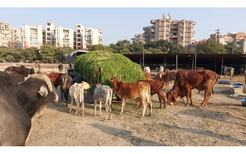 Sponsor 1 day Food for 600+ Gau Nandi