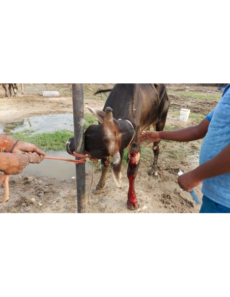Gaumata leg injured maggots wound