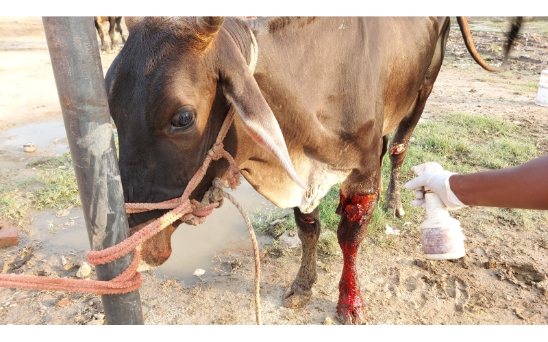 Gaumata leg injured maggots wound
