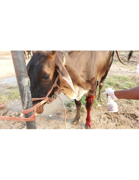 Gaumata leg injured maggots wound