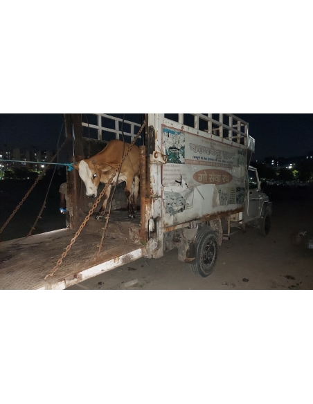 Gaumata baby foot rot infection