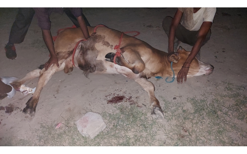 Gaumata baby foot rot infection Gaumata baby foot rot infection