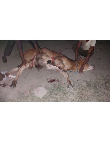 Gaumata baby foot rot infection