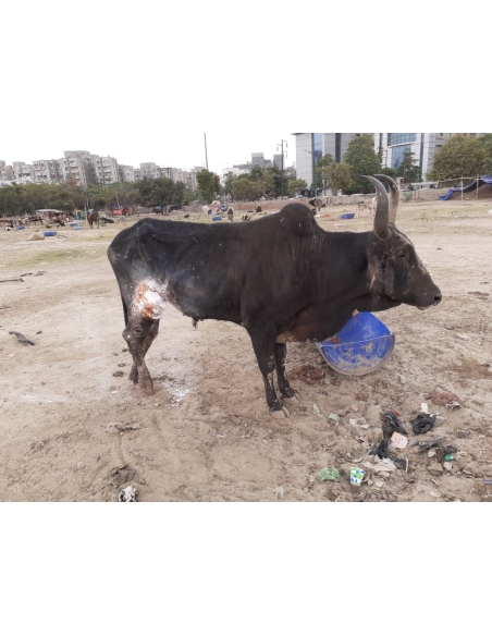 Nandi baba thigh deep wound