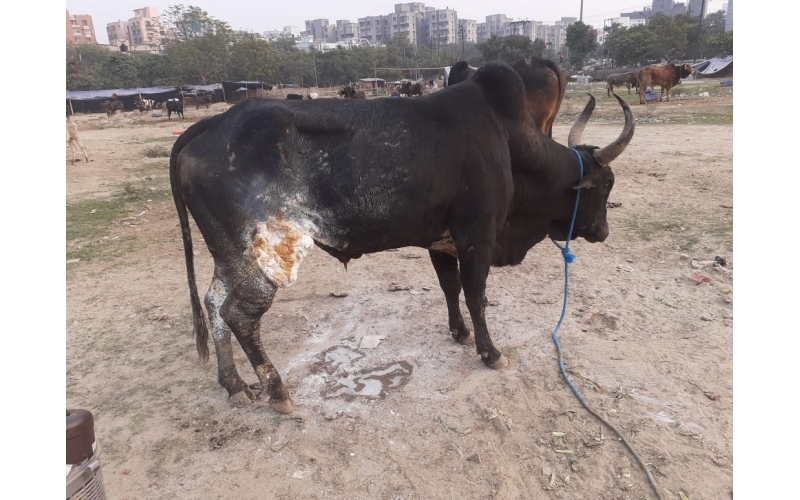 Nandi baba thigh deep wound