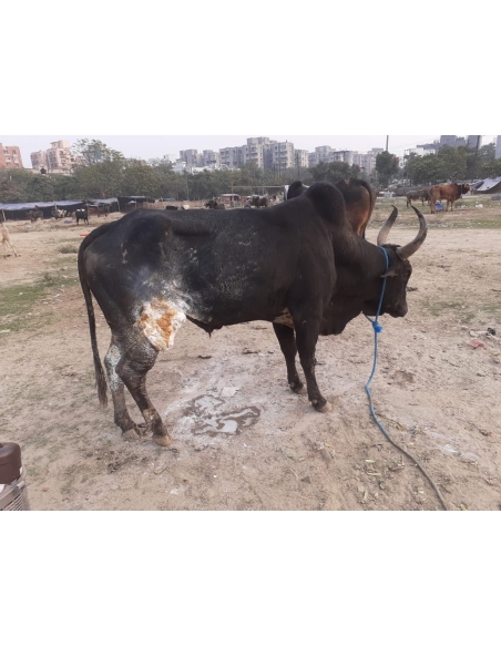 Nandi baba thigh deep wound