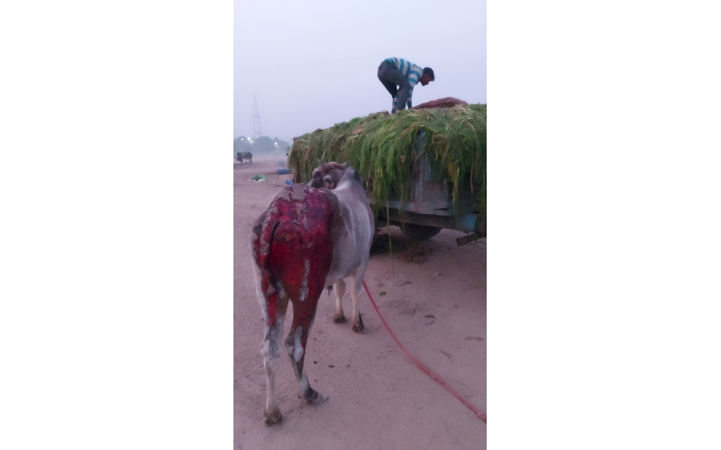 Hara Chara Trolley- 4000kg for 500 Cows