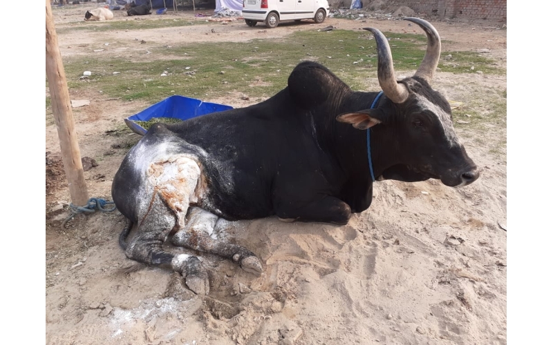 Nandi baba thigh deep wound