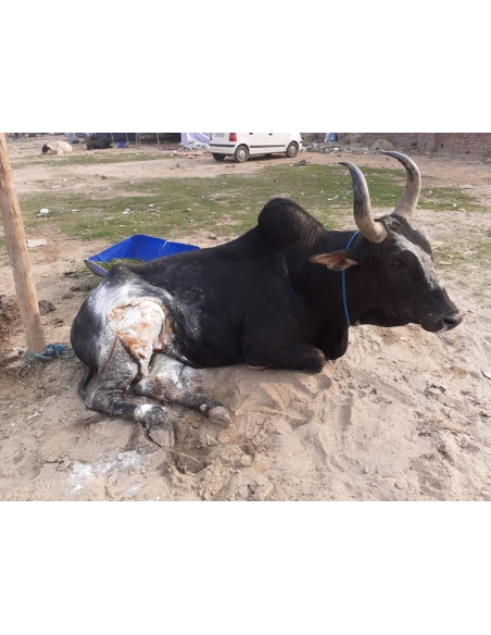 Nandi baba thigh deep wound