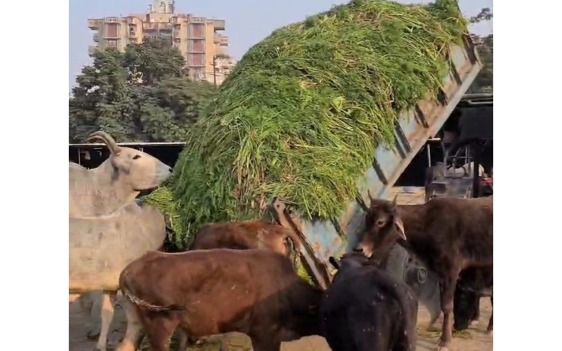 Hara Chara Trolley- 4000kg for 500 Cows