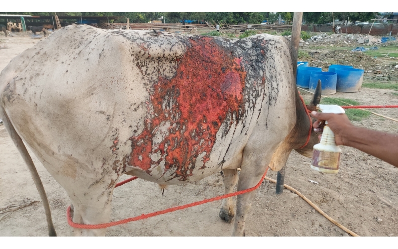 Acid Attacked Mahadev Nandi Baba -... Acid Attacked Mahadev Nandi Baba -...
