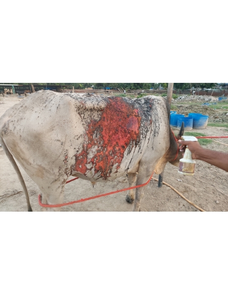 Acid Attacked Mahadev Nandi Baba - Sector 65 Noida