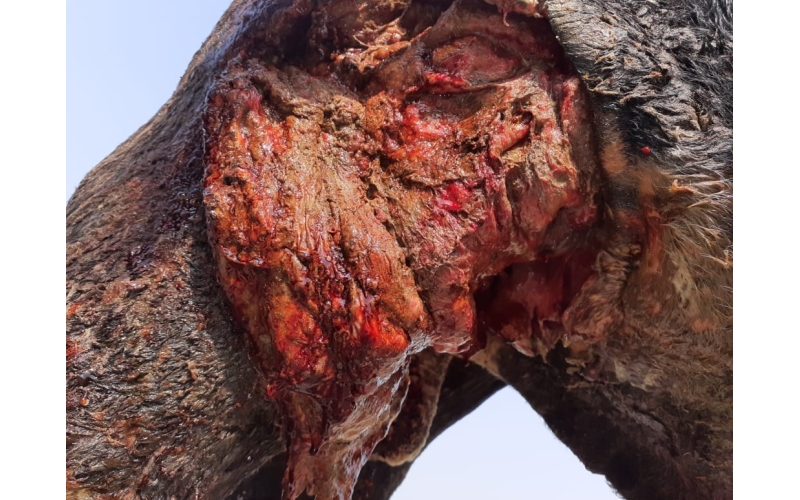 Nandi baba thigh deep wound