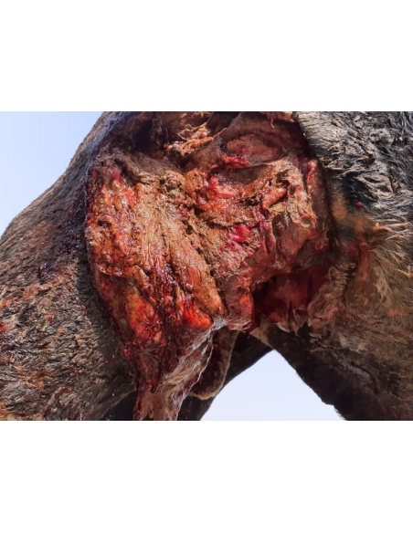 Nandi baba thigh deep wound